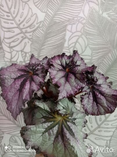 Бегония декоративно лиственная