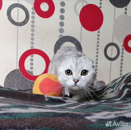 Шотландский кот вязка