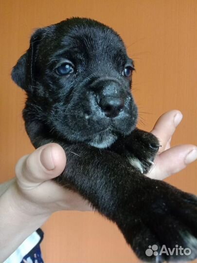 Щенки кане корсо