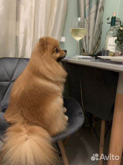 Вязка Померанский Шпиц кобель