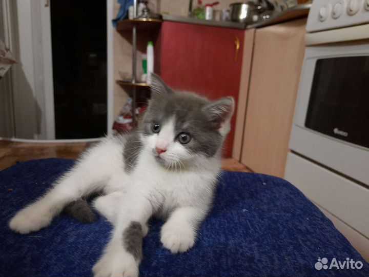 Кошечка в добрые руки
