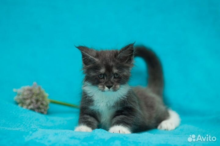 Котята мейн-кун. WCF