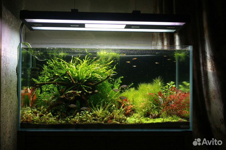 Чистка аквариумов в Самаре