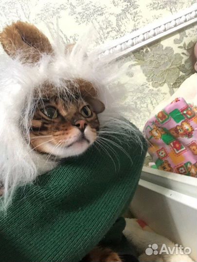 Передержка домашних животных