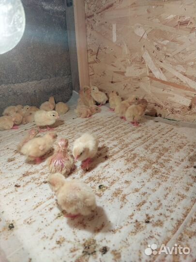 Перепела. Яйца перепелиные домашние