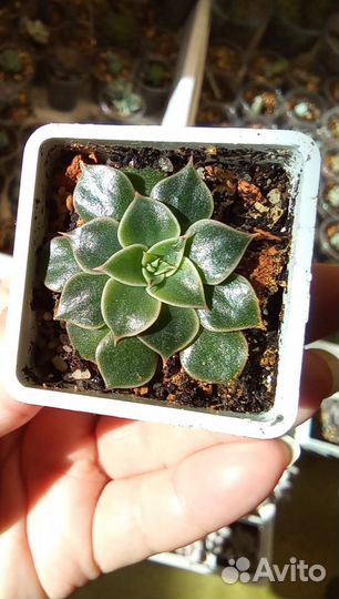 Комнатные цветы. Суккуленты