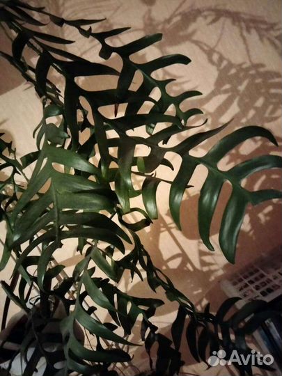 Марниера золотистосердцевинная, спатифилум