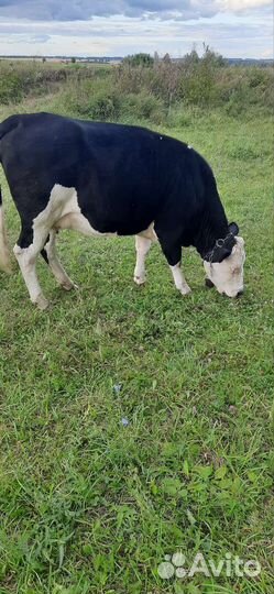 Корова, тёлка