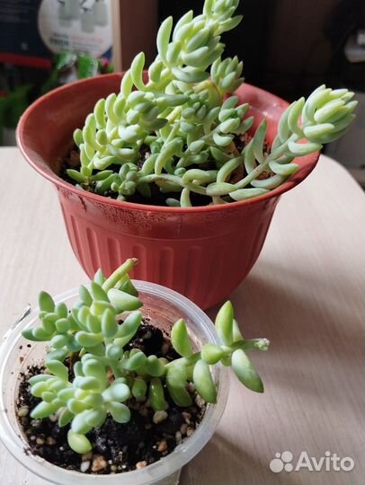 Седум Моргана