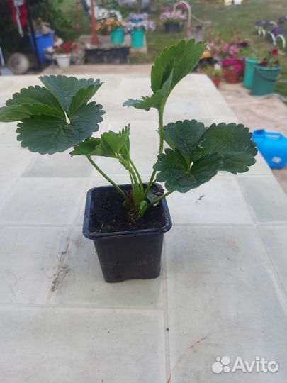 Рассада клубники