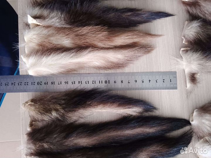 Хвосты хоря