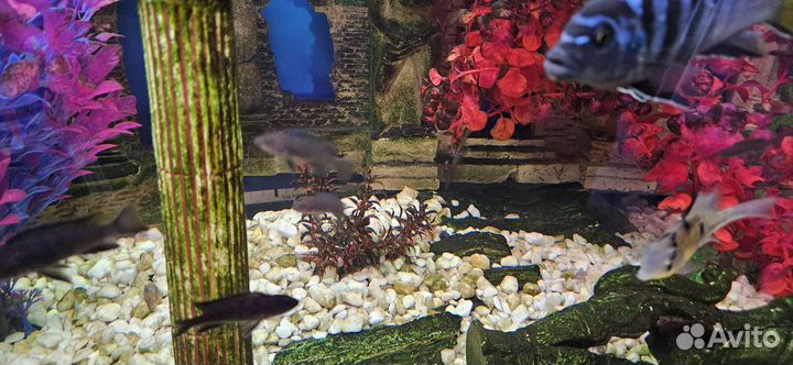 Малавийские цихлиды