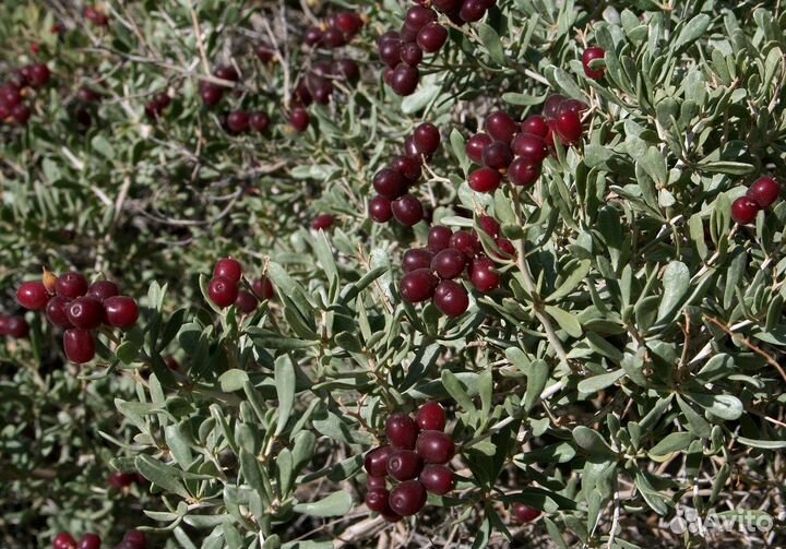 Селитрянка тангутская (нитрария), семена