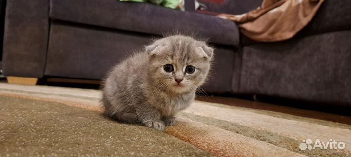 Британские котята