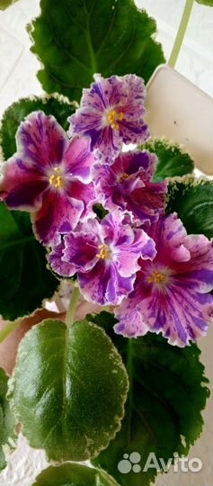 Листики фиалочек