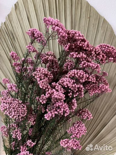 Озотамнус стабилизированный (Рисовый цветок)