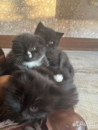 Шотландская