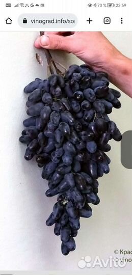 Саженцы винограда