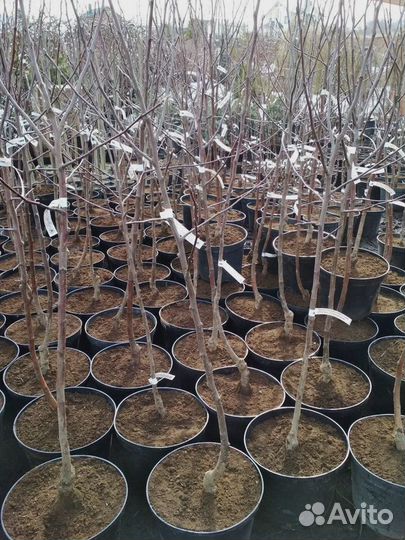 Саженцы со своего огорода