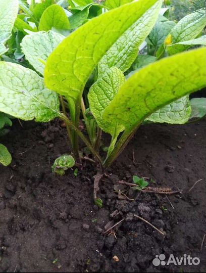 Растение для сада