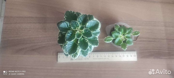 Продам цветы комнатные