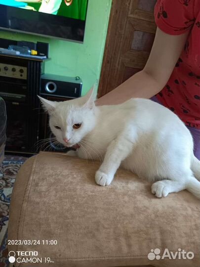 Кошки в добрые руки бесплатно