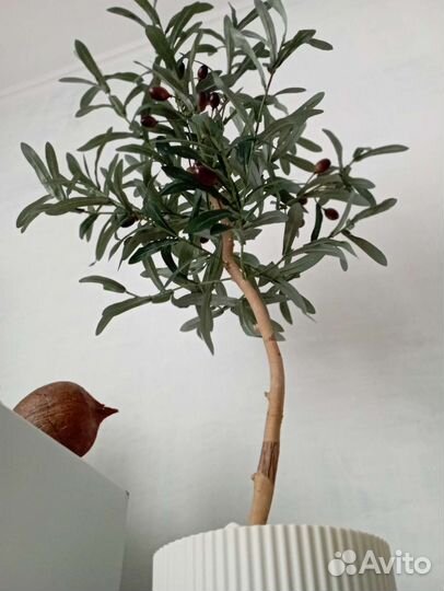 Оливковое дерево