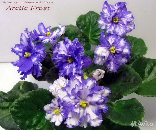 Фиалки 75 сортов