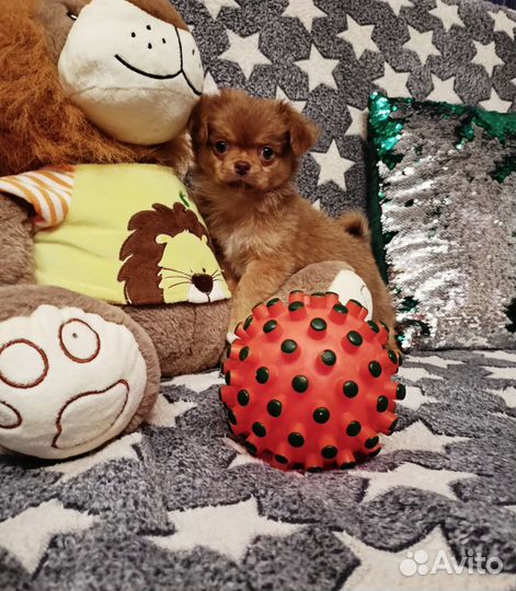 Мини мальчик