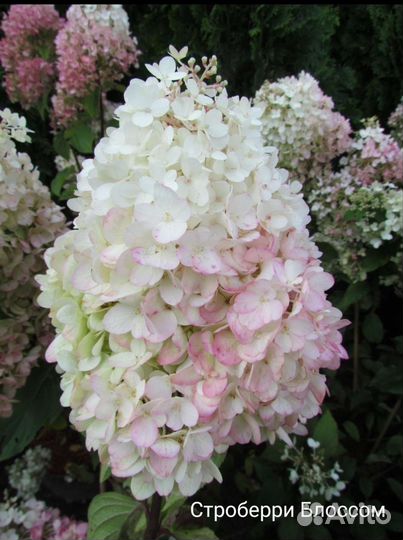 Сандей Фрайз, Лайм лайт, Грандифлора