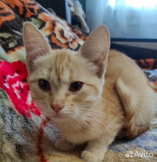 Персиковая девочка с янтарными глазами