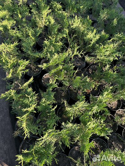 Саженцы Туи Брабант