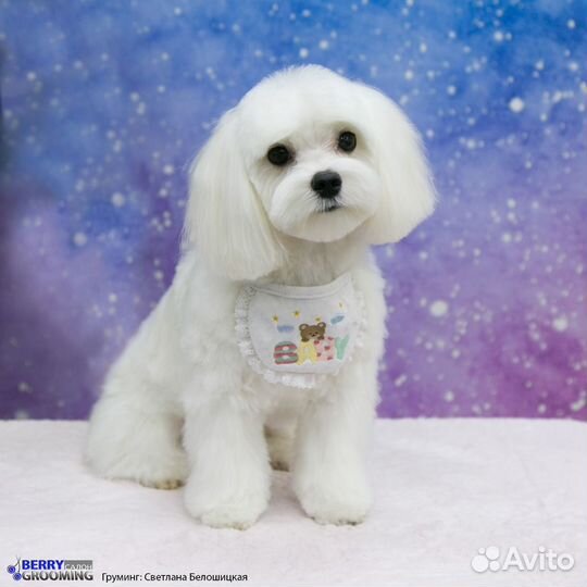 Мальтезе мальтийская болонка. Вязка. Москва