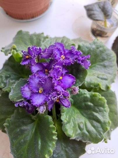 Фиалки сортовые