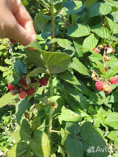 Саженцы ремонтантной малины