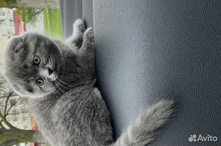 Вязка с лиловым шотландцем