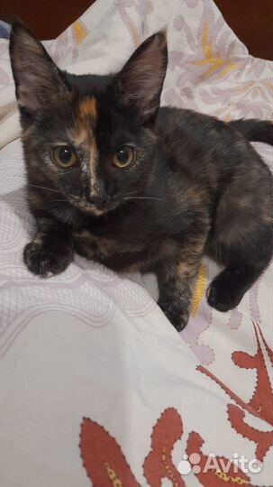 Котенок девочка в добрые руки