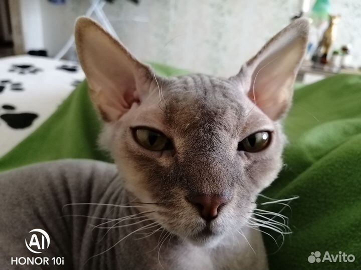 Донской сфинкс кот