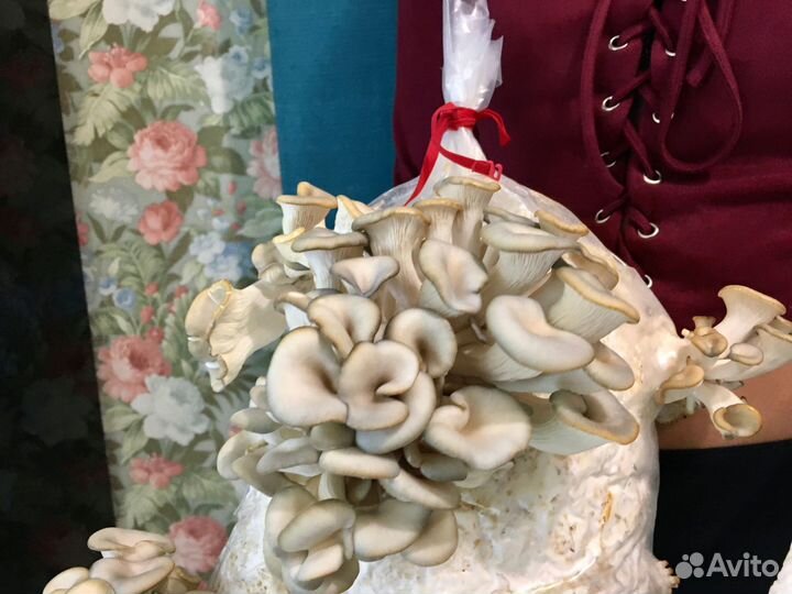 Мицелий вешенки