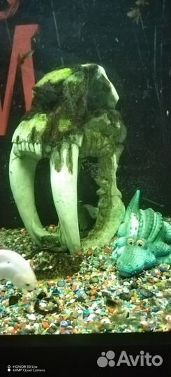 Аквариум