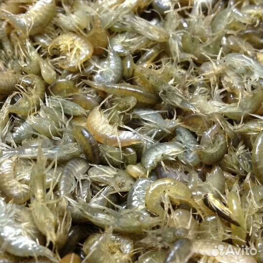 Мотыль, опарыш, червь, мормыш, кормовой мотыль