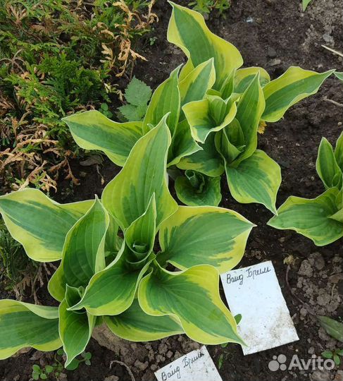 Хоста Вайт Брим. большая делянка