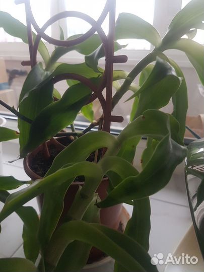 Растение золотой ус