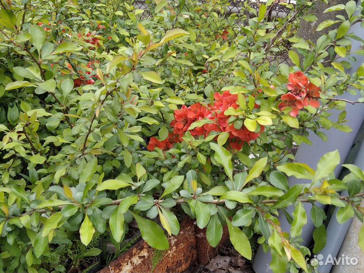 Айва японская хеномелес