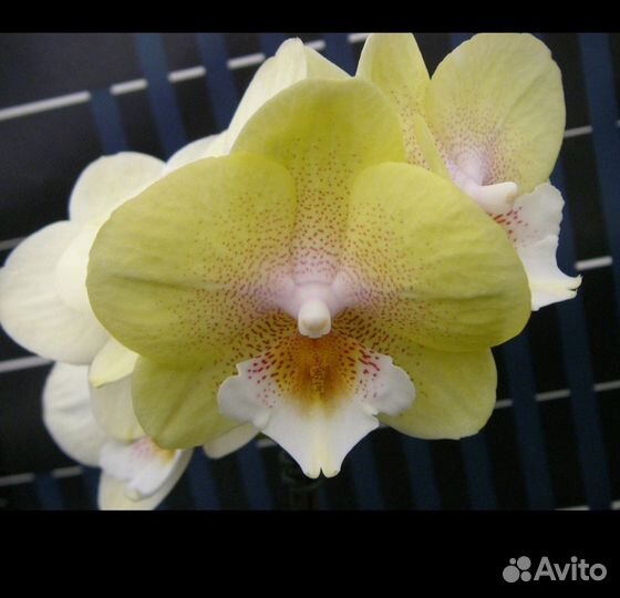 Подросток орхидеи