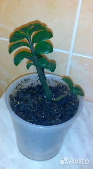 Замиокулькас Зензи Жук