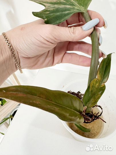 Филодендрон карамель марбл