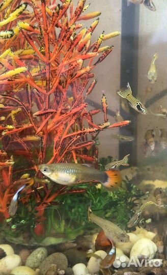 Аквариум с рыбками