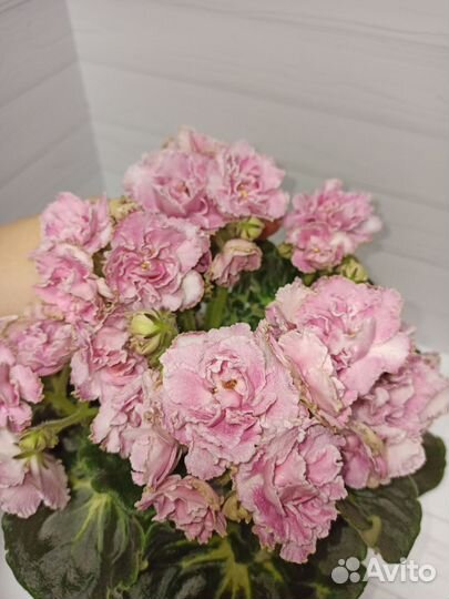 Фиалка лф - Клевер