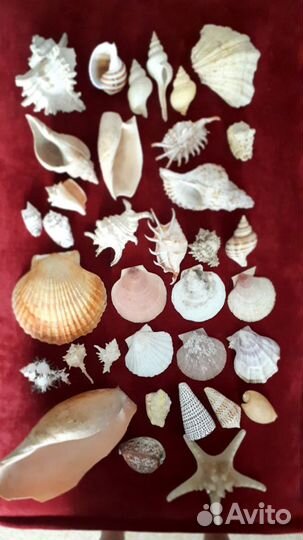 Коллекция морских ракушек